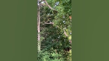 Red-Tailed Hawk FLYING LOW & UP CLOSE Fast  #redtailedhawks #nature #shorts #wings #wind #bird #omg