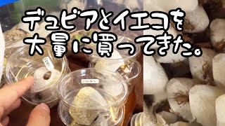 デュビアとイエコを大量に買ってきたww