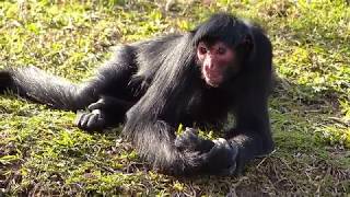 fauna brasileira sertaneja MACACO ARANHA animais selvagem macacos