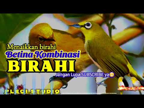 Suara Pleci BETINA KOMBINASI Untuk Menaikkan BIRAHI Pleci Stres!