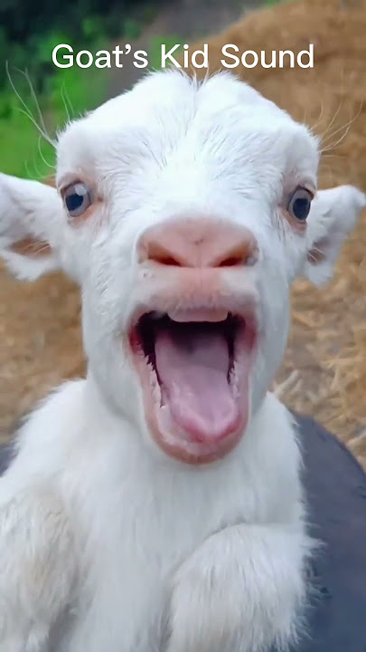 Suara Anak Kambing #shorts #viral #kambinglucu