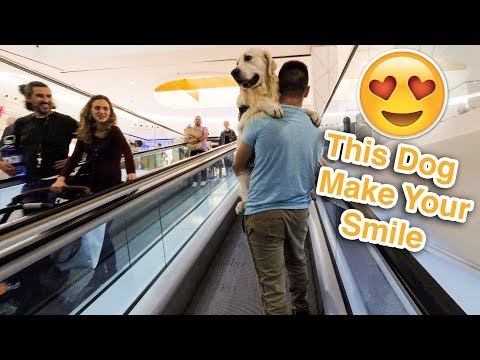 the-reaction-of-people-to-the-fact-that-i-carry-my-dog-in-the-mall