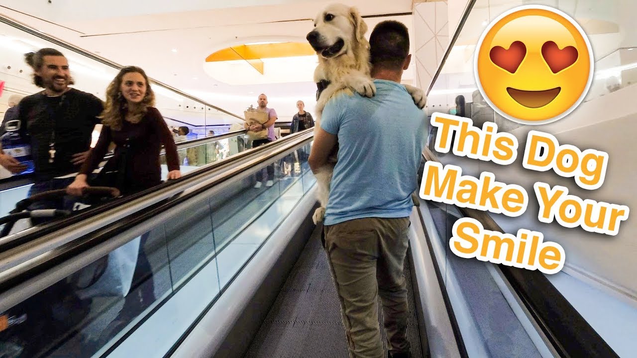 Can You Take Your Dog To The Mall
