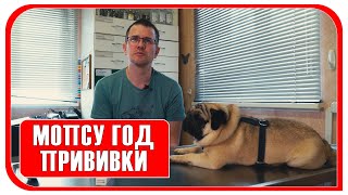 Ветеринарный врач отвечает на вопросы, #собака мопс, болезни, питание, прививки, ЗооВита.