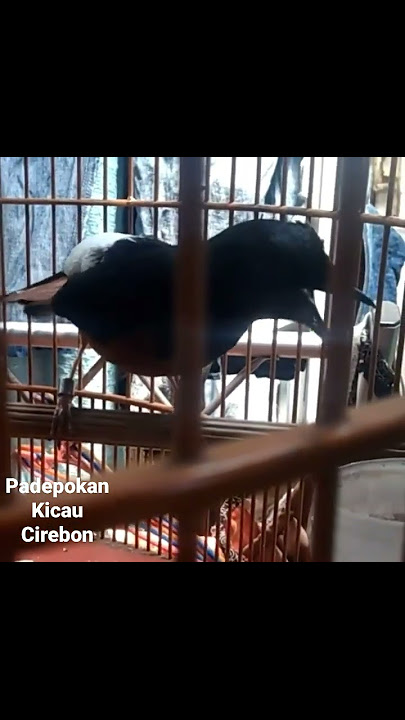 murai isian gereja pelatuk bawang cungkok panjang panjang