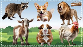 Discover the Fascinating World of Animal Sounds: Raccoon, Dog, Lion, Goat, Hamster, Chicken