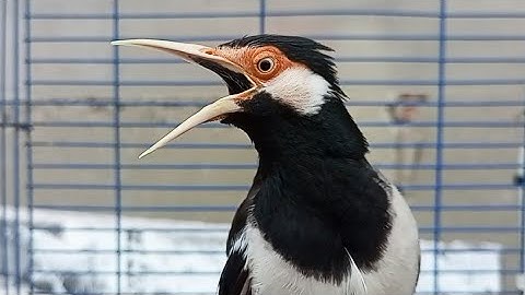 Pancingan Jalak Suren Gacor Mompa Full Variasi - Masteran Suara Burung Jalak Gacor Full Isian Mewah