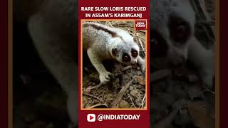 Rare Wild Animal Rescued In Assams Karimganj | Slow Loris Rescued | shorts