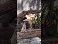Meerkats -BTS!!! #meerkat #billabong #wildlife #cuteanimals # #shorts #shortsfeed #travel #ytshorts