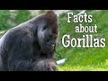 Gorilla Facts Quiz