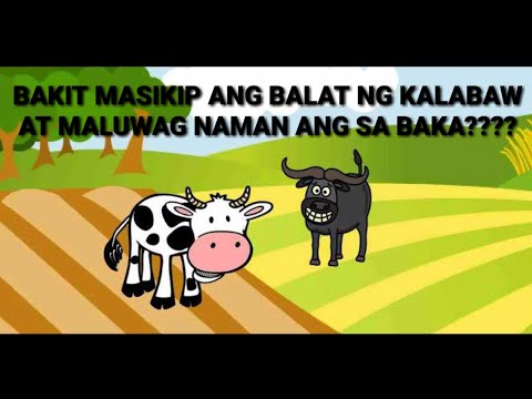 Video: Bakit Nangangarap Ang Baka