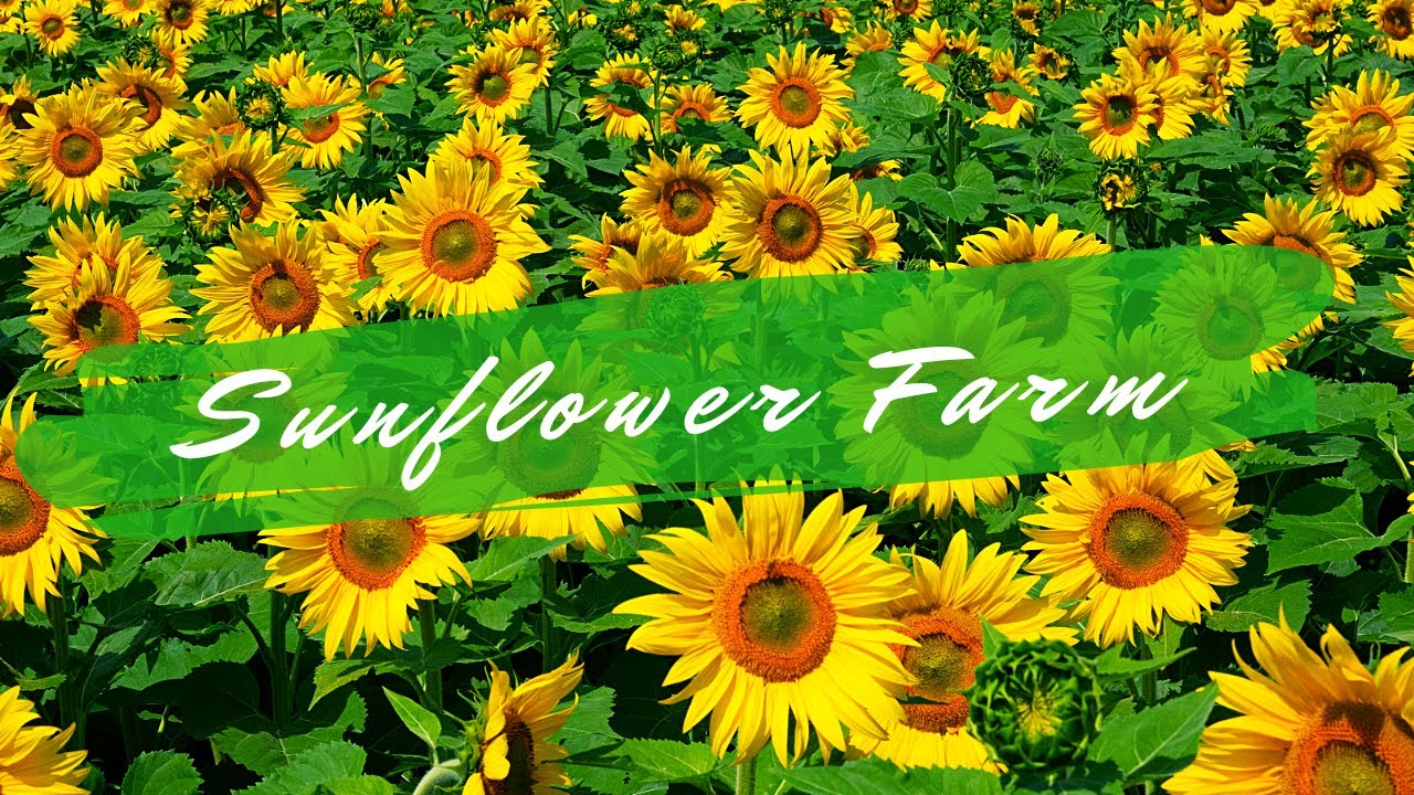 Sunflower Farm Ontario Fujifilm XT3 Sony ZV1 YouTube