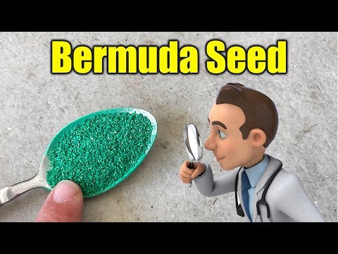 Video: Worth Bermuda Carolina Bermudez