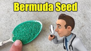 Best Bermuda Grass Seed