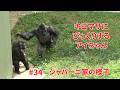 Ai is surprised by Kiyomasa【東山動物園ゴリラ】Shabani family #34