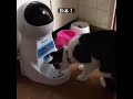 うおっ!ビックリした!(猫)【ペット紹介】 #shorts
