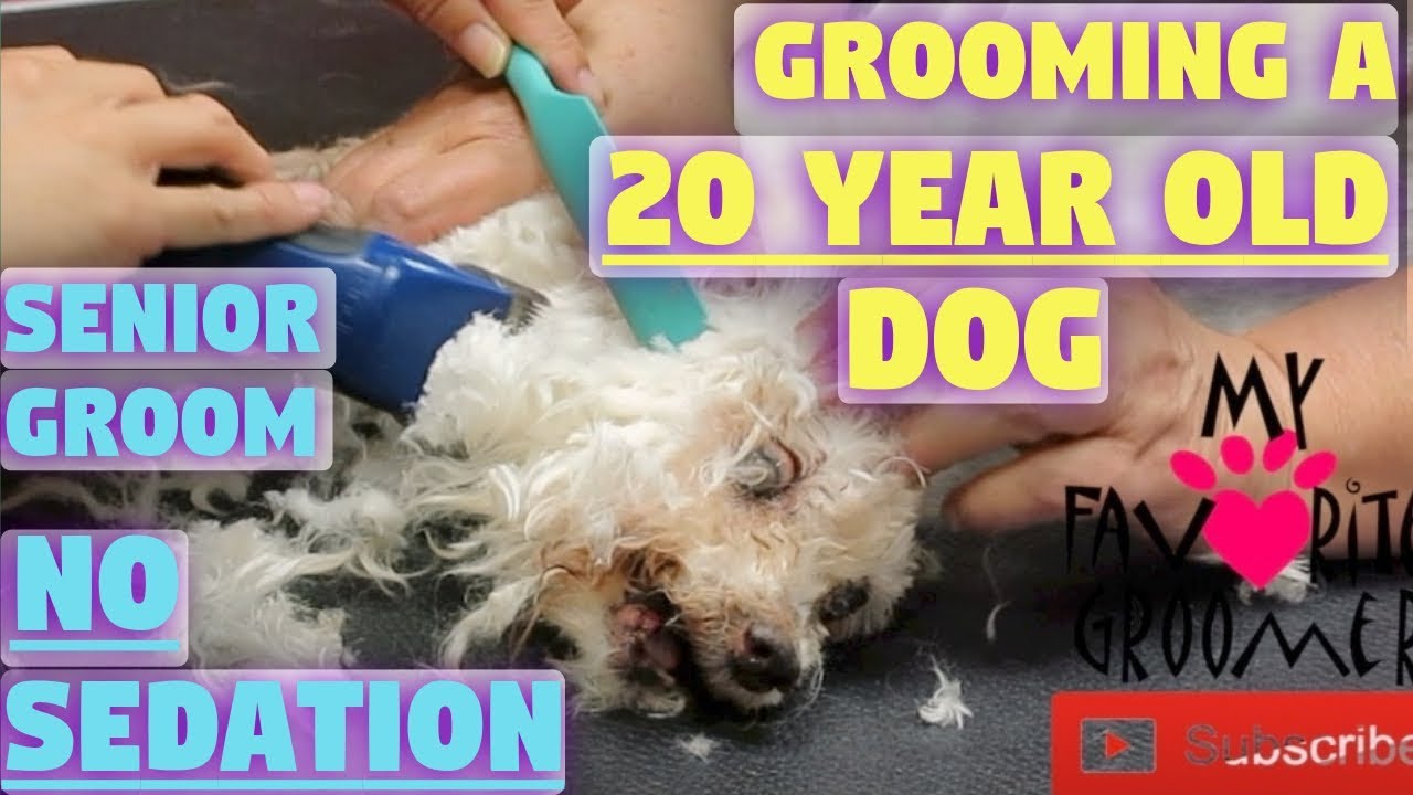 fast pet grooming Grooming a very senior dog
