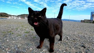 黒猫ちゃんの漁港パトロールについていってみたら
