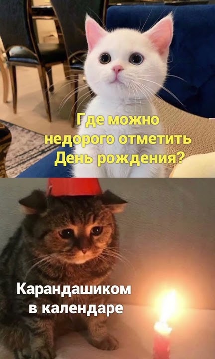 Мемы про котиков - YouTube