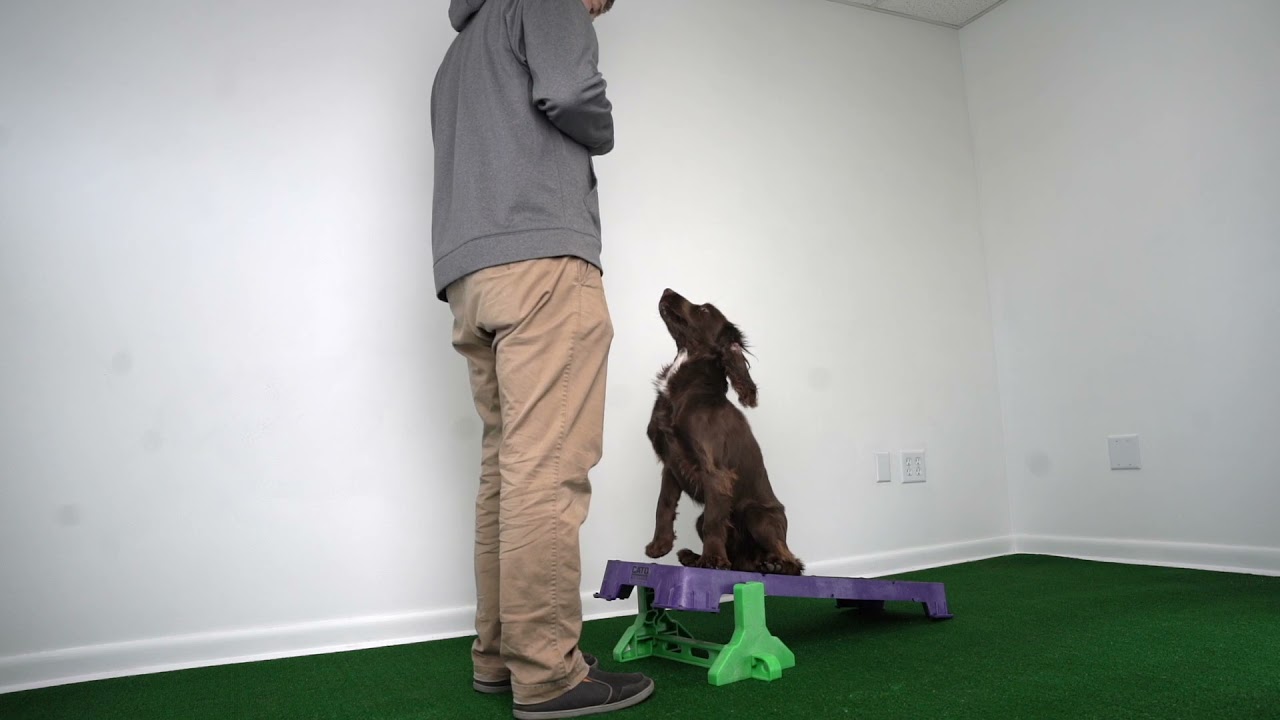 Teach your dog a reliable RECALL using Cato Boards! 