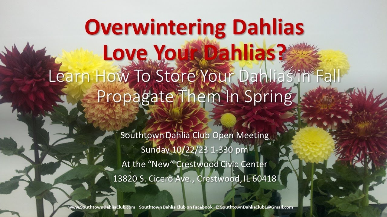 How to Overwinter Dahlia Tubers 2023SueFitzgeraldDahliasandMore YouTube