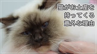 【アムちゃん】猫がお土産を持ってくる意外な理由あれは感謝の気持ちではなかった【バーマン】