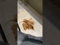 衝動で髪切っちゃうことあるよね😊✂️