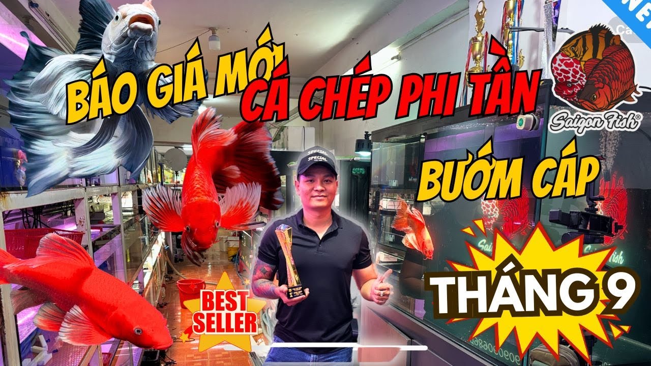 Tuần Mới Lên Sóng Nhiều Mẫu Cá Phi Tần Bướm Cáp Đẹp Tuyển Chọn Cho Anh Em Sưu Tầm Đam Mê Cá Cảnh
