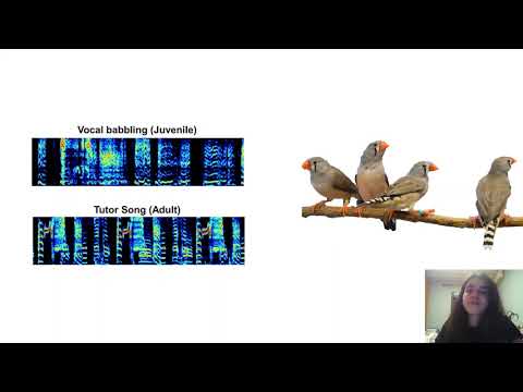 A tetherless wearable device mounted on zebra finches’ skulls to study experimental stuttering