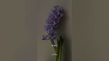 سبح اسم ربك الأعلى // سورة الأعلى || تلاوة جميلة للقارئ ماهر المعيقلي 💜🥺