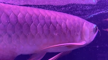 Nhược Điểm khi trị Bệnh Cá Rồng bằng Tetracyclin | Xù Vảy 2023