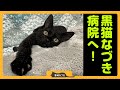 【子猫を病院へ】なづきを動物病院へ連れていきました。お医者さんの診断は…