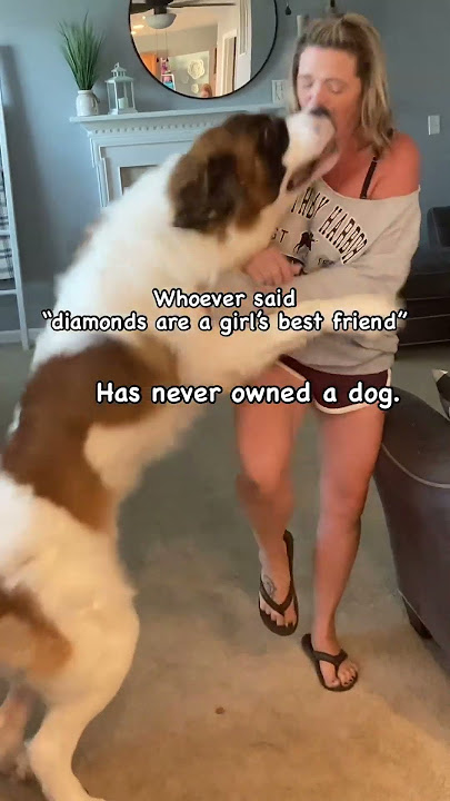Cute Saint Bernard dog bonding with owner #doglover #dogmom #dogslife #dogsofyoutube