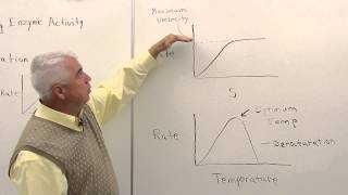 Enzyme Activity #science #chemistry #enzymeactivity