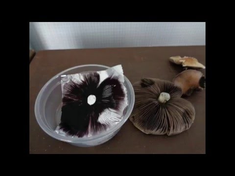 Video: Técnicas de recolección de esporas: recolección de esporas de hongos