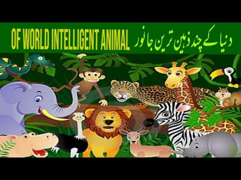 دنیاکےچند ذہین ترین جانور|| Of world smart animal by Mega Entertainment