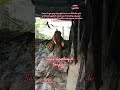 POV:240526 7zhjh1447H kumpulan Samseng gengster atur gerakan pembelaan seketriat persetubuhan haram