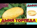 ДЫНЯ ТОРПЕДА МИРЗАНЧУЛЬСКАЯ - САМАЯ АРОМАТНАЯ И СЛАДКАЯ ДЫНЯ ВЕСОМ ДО 15 КГ