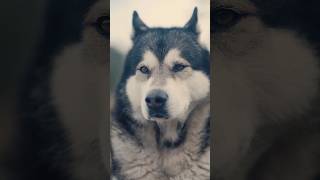 His look 😍 Video of Fenris by Espen 🐶 Follow them on IG! #alaskanmalamute #dog #pet #pets #doggo
