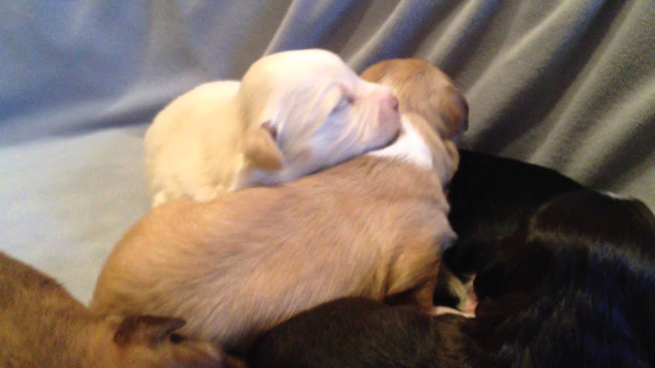 molly's mutts