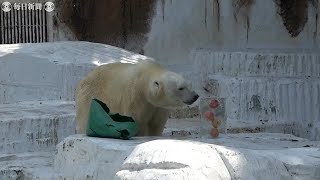 天王寺動物園でホッキョクグマに氷柱をプレゼント
