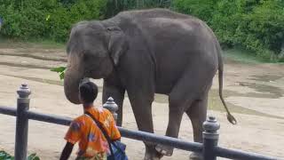 Amazing Elephant in THAILAND