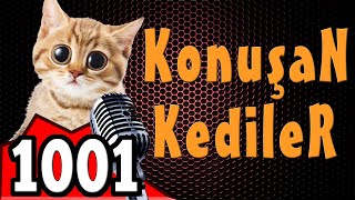 Komik Kedi Videoları - Konuşan Kediler 1001 - YENİ BÖLÜM