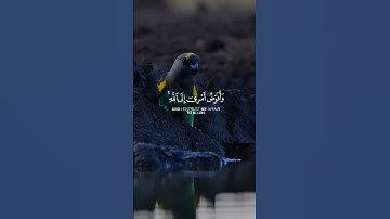 ﴿وَأُفَوِّضُ أَمْرِي إِلَى اللَّهِ﴾ | #سورة_غافر [الآية 44] .