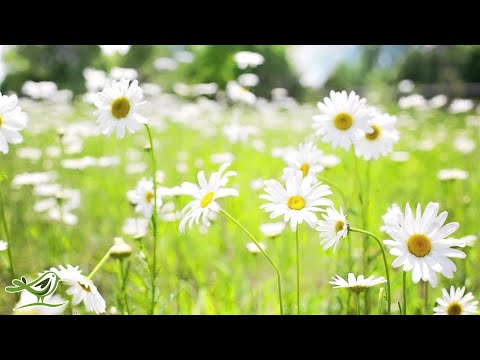 Relaxing Piano Music: Relaxation, Sleep, Meditation & Background ★4