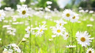 Relaxing Piano Music: Relaxation, Sleep, Meditation & Background ★4