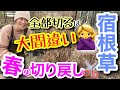 【宿根草の晩冬〜早春のお手入れ】スタートダッシュは「切り戻し」で決まる‼️ただ、切り方は全部一緒とは限らない😳3タイプで解説🤓間違えると花咲かない…枯れるよ⚠️切ってはいけないものも🚫【ガーデニング】
