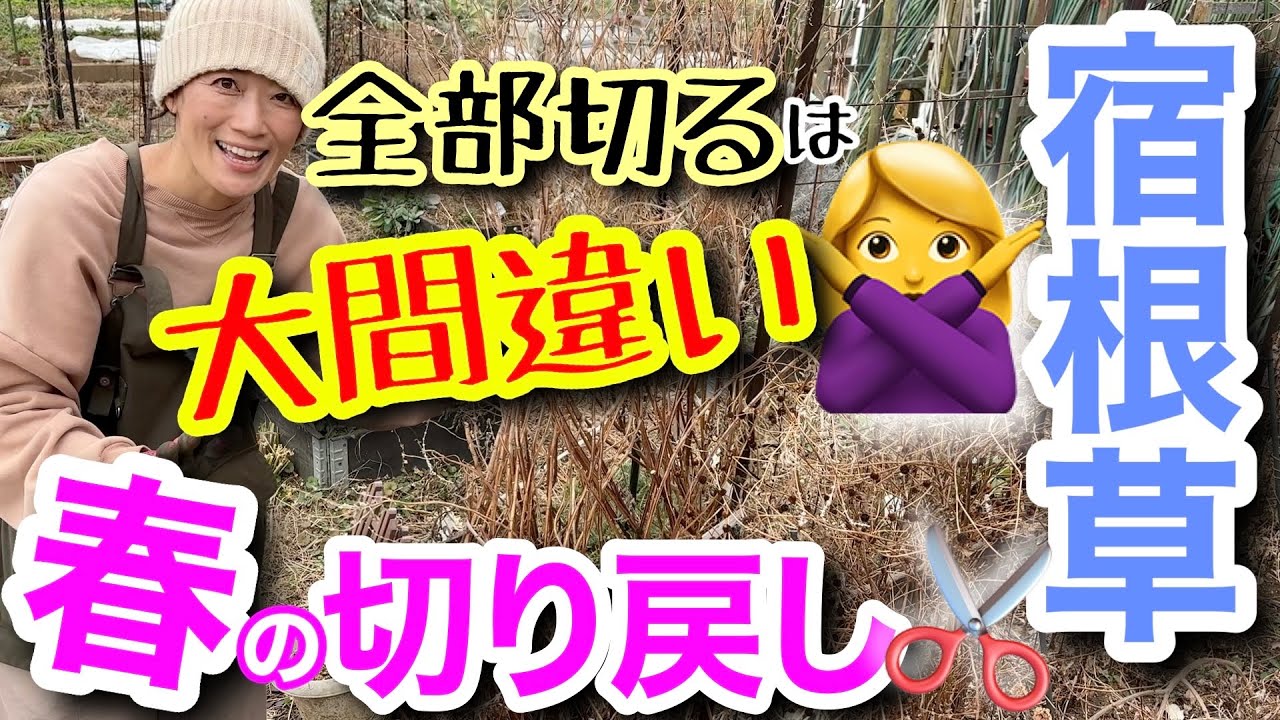 【宿根草の晩冬〜早春のお手入れ】スタートダッシュは「切り戻し」で決まる‼️ただ、切り方は全部一緒とは限らない😳3タイプで解説🤓間違えると花咲かない…枯れるよ⚠️切ってはいけないものも🚫【ガーデニング】