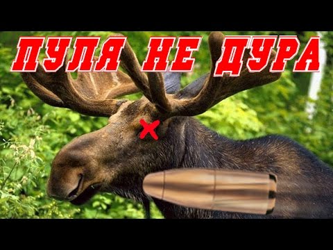 Пуля не дура-Большая Охота 2008 #1