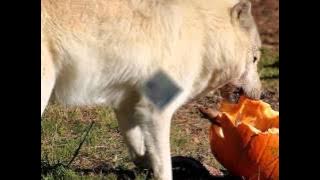 Cherokee Wolf Song By Mother Earth Drum and Singers, Honoring The Spirit Of the Wolf